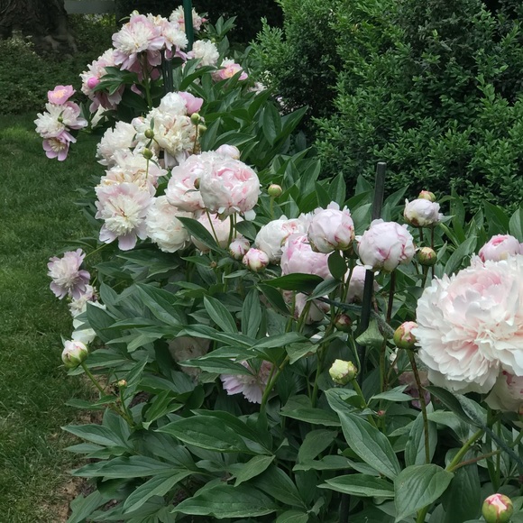 Meet your Posher, Stephanie - Picture 6 of 10